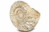 Jurassic Ammonite (Kranosphinctes?) Fossil - Madagascar #253206-1